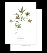 WELLINGTON - Lot de 2 affiches enfant - Fleurs, botanique